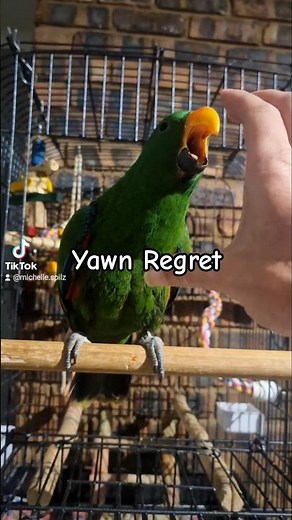 I Taught My Parrot to Yawn… Now He Won’t Stop 😭🦜 | Eclectus Parrot | Michelle Goosen #eclectusparrot