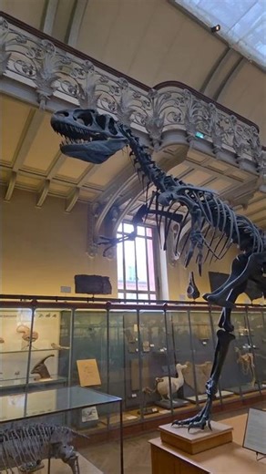 Galeria de Paleontologia y de Anatomia Comparada