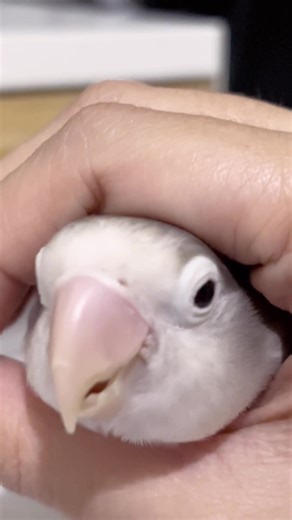 Cute Lovebird Playtime: Joyful Moments with Pets
