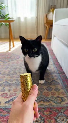 Epic Cat Jump Scares Compilation 😹 | Confetti Chaos & Laundry Hypnosis