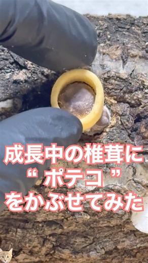 [Experiment] I tried covering growing shiitake mushrooms with potato chips 🍄‍🟫 #shorts