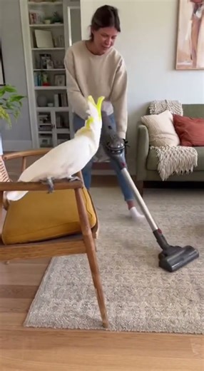 Oh my Gosh Sassin !! #cockatoo