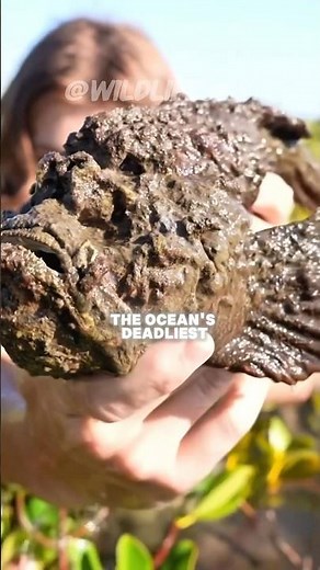 Stonefish~The Deadliest Camouflage in the Sea