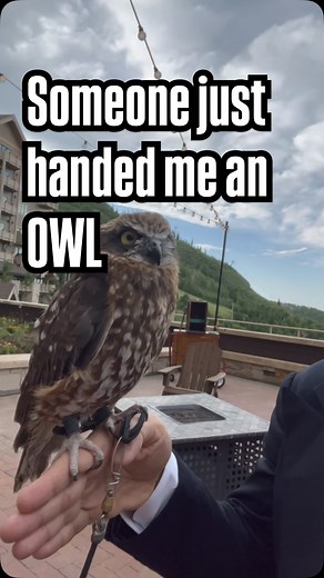 Someone just handed me an owl. 🦉#truth #humor #hope | Eric Metaxas
