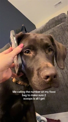 Tucker is a hungry boy #dogsoftiktok #labrador #chocolatlabrador | dog
