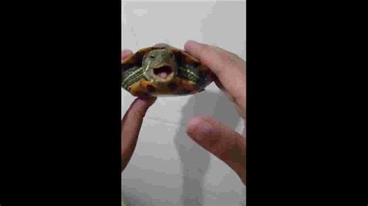 Aggressive turtle bites finger in Hunan, China