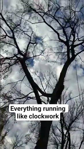Tree Removal Cleanup Done Right — Willoughby Ohio