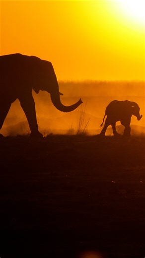Amber Season has arrived. This is a time when the days stretch long and golden, when the skies burn with color, and the bush glows with Amber light. Predators stir, prey is alert, and everything moves with intensity and purpose. Are you ready to bask in the brilliance? #Amber | African Bush Camps
