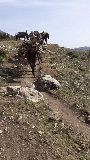 Donkeys Carrying Logs Through Rocky Terrain
