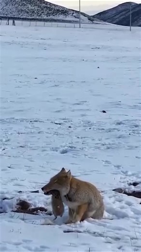 84K views · 314 reactions | As snow blankets the Qinghai Province, the Tibetan fox emerges from its burrow, searching for its next meal. With sharp instincts and adaptability, it thrives in the challenging environment. #ChorusofLife #ChinainSeconds #ChineseCulture For more: https://english.cctv.com/ | CCTV | Facebook