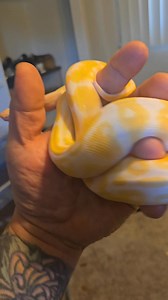 4.6K views · 147 reactions | #RayCharles #NoEyedBallPython #beautiful #snakes #snake | JayzReptiles | Facebook