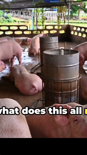 all about pigs for preschoolers #pig #shortsfeed #piggy #shorts