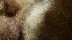 21K views · 218 reactions | From Stephanie Sabshin Dvm: "Worst case of lice I've seen in a cat." | I Love Veterinary Medicine | Facebook