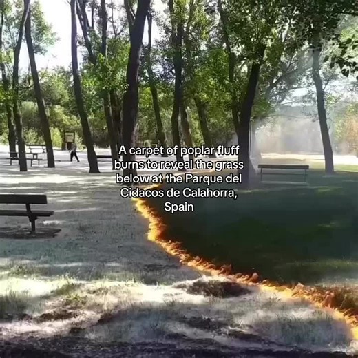 Each spring, female poplar trees unleash massive amounts of seeds and were once planted around public areas during Roman times. These seeds contain fluffy seed hairs designed to catch the wind to help widely disperse them. The seeds end up coating the ground with a dense covering of fluff. The seed fluff produced by poplars is also highly flammable