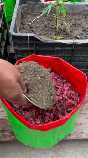 Eggplant planting tips by using vermicompost soil #eggplant #plants #nature #flowers #garden