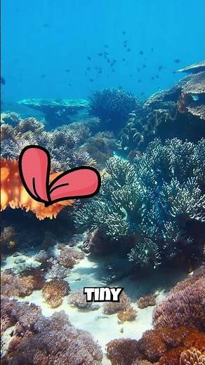 Sea Cucumbers: They Have SECRET Food-Catching HANDS?! 🖐️