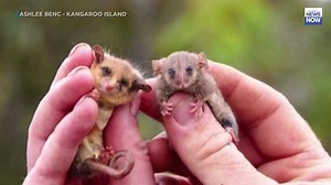 426K views · 10K reactions | Cuteness alert! These little guys are considered to be the world's smallest possums and are found in Australia. This is the first time they have been documented since brush fires scorched their habitat last year. #HINews #HNN | Hawaii News Now | Facebook