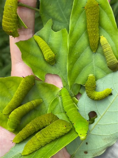 Graphium agamemnon larva(统帅青凤蝶的幼虫) Credit:Wofisects Pure Organism is dedicated to documenting the primal forms of life on Earth with an objective and detached perspective. #Animals #Creatures #Wildlife #Nature #larva