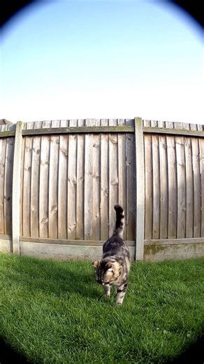 1.3K views · 34 shares | Backyard CCTV shows a cat slipping off a fence but instantly pretending it meant to—classic feline pride moment! #FunnyCats #CCTVFootage #AnimalFails #CatMoments #BackyardCCTV #CatHumor #CaughtOnCamera #ViralPets #CatComedy #AnimalVideos | Critter CCTV | Facebook