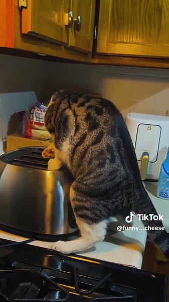 Hilarious Orange Cat Moments | Funny Cat TikTok Videos