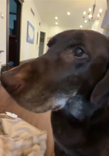 Charming Chocolate Lab: Baby Boo Boo on TikTok