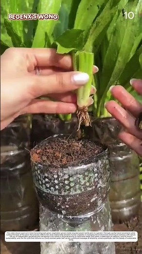 Urban Gardening: How Recycled Bottles Transform Root Snippets Into Plants