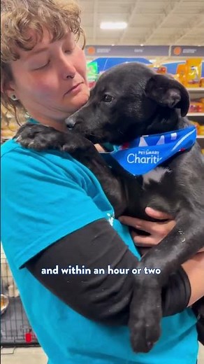 Helping Pets Get Adopted In PetSmart Stores