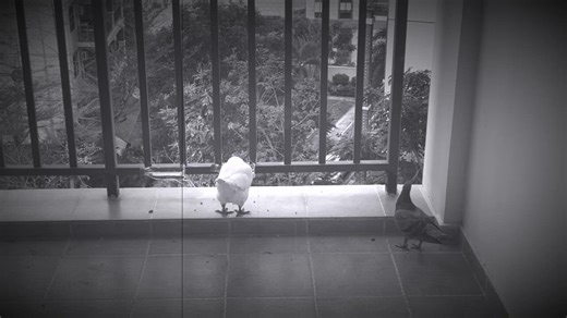 Invader and Defender