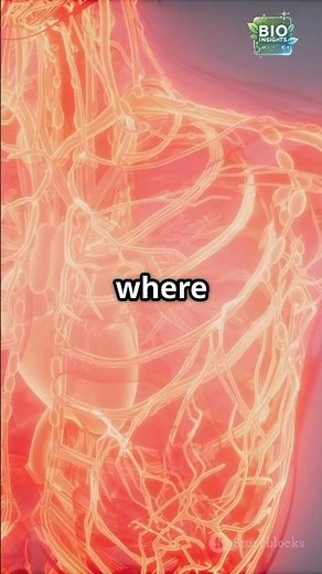 Blood Vessels Explained in 40 Seconds! | Arteries, Veins & Capillaries🩸