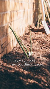 Climbing roses are a beautiful way to introduce height, colour, and elegance to your garden, whether trained against a wall or growing up an obelisk. Before planting, soak the roots in water for at least two hours to rehydrate them. If planting against a wall, position your rose at least 1ft away to allow space for healthy growth. For an obelisk, plant on the outside so the stems can be tied in as they grow. In this short video, one of our rose experts walks you through the step-by-step process 