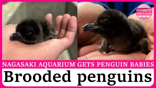 27K views · 388 reactions | Little penguin babies that were born at Nagasaki Penguin Aquarium are brooded by their parents for the first time. Originally aired on February 24, 2025. Watch more on https://www.youtube.com/c/NipponTVNews24Japan #Japan #animals #Nagasaki #aquarium #bird #birds #marineanimals #penguin #penguins #LittlePenguin #FairyPenguin #長崎ペンギン水族館 | Nippon TV News24 Japan | Facebook