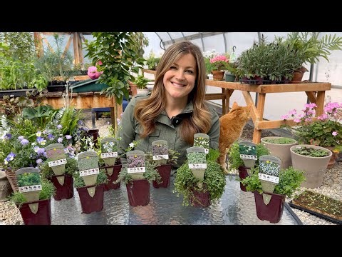 Groundcover Plant Haul! 🌿 31 Variety Show & Tell! 😍 // Garden Answer