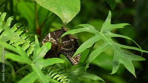Blue Morpho, Morpho peleides, butterfly sitting on the green leave in nature habitat. Big butterfly in tropic forest, Costa Rica wildlife. Beautiful insect in gree jugle vegetation, mating couplinng.