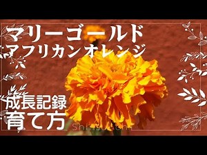 マリーゴールドの育て方(成長記録) ♥アフリカンオレンジ♥【Marigold growth record】【How to grow Marigolds】マリーゴールド鉢植え