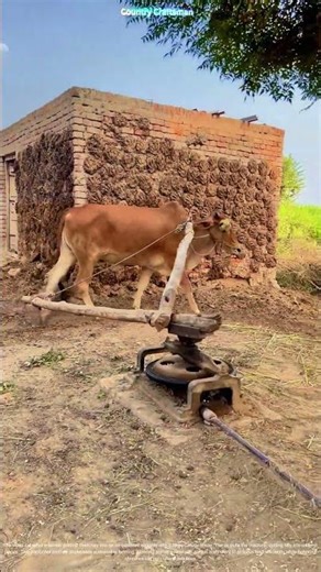 Hay Chopping: Traditional Ox-Powered Farming!