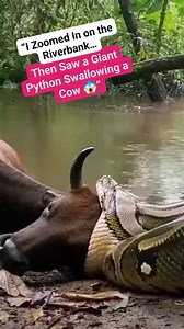 “I Zoomed In on the Riverbank… Then Saw a Giant Python Swallowing a Cow 😱” | Hazrul Azhar