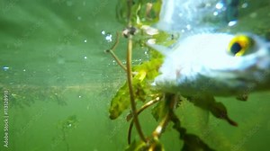 Catch of fish. Common Roach on the hook. Underwater video from fresh water lake. Outdoor sports and leisure. Animals in nature. Stock Video