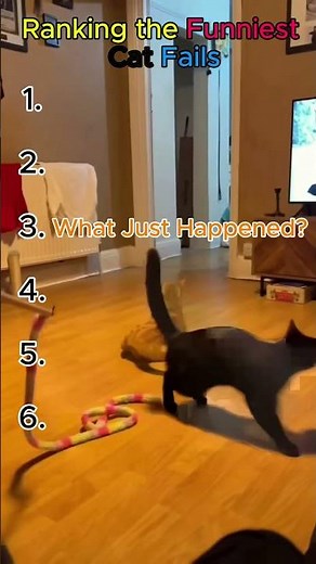 Ranking the funniest cat fails