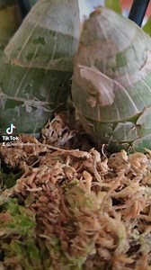 LAS PLANTAS TIENEN 2-3 ESPIGAS....CUAL ES...ESTA...CYCNODES TAIWAN GOLD...EN COMENTARIO FOTO DE LAS PLANTAS. | HOPE ORCHIDS