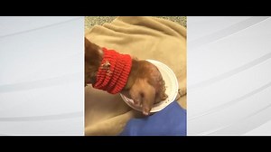 UPDATE: Swan the puppy doing better, eats a real breakfast Wednesday morning