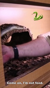 Olive Pythons Don’t Mess Around! 🐍 #python #snake | Kamp Kenan