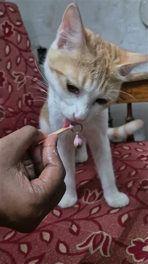 🤣🤣🤣 #trending #dance #viralvideo #funny #cat #simba #fun dub malayalam #viralvideo #icecream #food