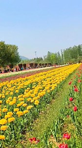 Scenery view of Tulip garden🌲 | Nature Beauties