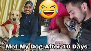 4.5K views · 425 reactions | Met  My Labrador Dog Shy  After 10...