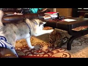 Siberian Husky plays with Bengal Cat