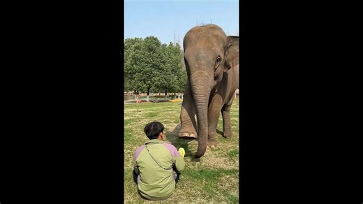 Elephant gently 'massages' keeper's foot at zoo in China