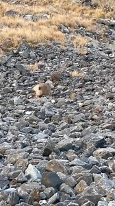 4.3M views · 20K reactions | #trophyhunting #hunting #gilgitbaltistan | Gilgit Baltistan updates | Facebook