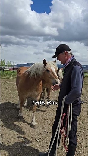 Horse Breathing Secrets Revealed: Calm Yet Holding Breath? #shorts