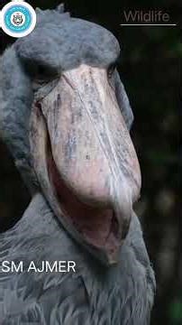 #trending #animals #ssm