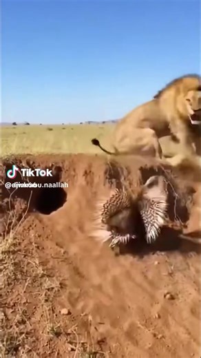 Vidéos de numid (@numid79) avec son original - numid